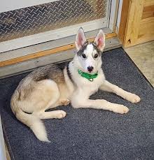 We did not find results for: Geoffrey Western Illinois Animal Rescue