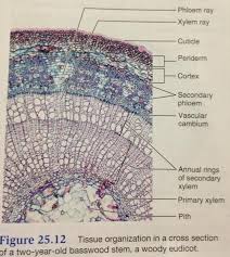 Xylem And Phloem Cross Section Google Search Cross Section Biology Image Form