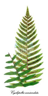 Image result for Lomariopsidaceae