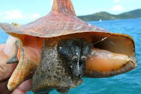 1,093 Conch Queen Shell Royalty-Free Photos And Stock Images | Shutterstock