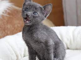 Sie hat einen kleinen bis mittleren körperbau und ist recht schlank. Korat Katzen Of San Chai