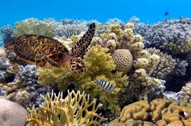 We are australia's lead management agency for the #greatbarrierreef. Great Barrier Reef Australien Grosstes Korallenriff Der Welt
