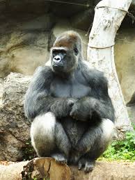 Sitting Gorilla In 2020 Rainforest Animals Endangered Rainforest Animals Animals