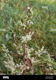 Image result for Aerva