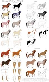 Horse Colour Chart Horse Color Chart Horse Coloring Horse Markings