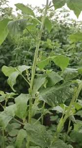 Image result for Cyamopsis