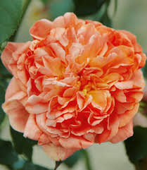 Habt ihr auch erfahrung mit diesem versandhaus???? Kletterrose Papi Delbard Kletterrose Rosen Gartenrosen