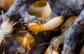 Sk pest management's termite control methods. Australia S Termite Management Standard Revised Standards Australia