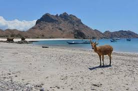 Labuan bajo sebenarnya berasal dari kata labuan dan suku bajo, yaitu suku yang berasal dari sulewesi kemudian bermukim di pesisir barat flores nusa tenggara timur. Pengembangan Pariwisata Labuan Bajo Ntt Akan Perkuat Konten Lokal Halaman All Kompas Com