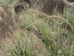 Image result for Enteropogon