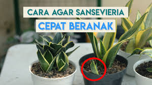 Sansevieria atau lidah mertua adalah marga tanaman hias yang cukup populer sebagai penghias bagian dalam rumah karena tanaman ini dapat tumbuh dalam kondisi yang sedikit air dan cahaya matahari. Cara Agar Sansevieria Cepat Muncul Anakan Youtube