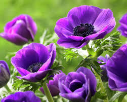 Kronen Anemone Garten Anemone Blumen Pflanzen Lila Blumen Schone Blumen