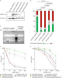 Charlotte, nc | chester county literacy council +. The Fancm P Arg658 Truncating Variant Is Associated With Risk Of Triple Negative Breast Cancer Npj Breast Cancer