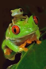 We did not find results for: Animals Gallery Blog Archive Beautiful Contrast Baby Frog Cute Frogs Red Eyed Tree Frog