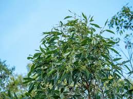 Image result for Eucalyptus robusta