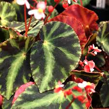 Image result for Begonia pulcherrima