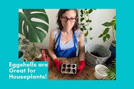 You have learned about liquid fertilizer made from the eggshells. Eggshells Are Great For Houseplants Indoor Gardens Indoor Plants For Beginners