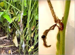 Image result for Scleria melanotricha