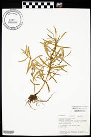 Image result for Nesaea dinteri