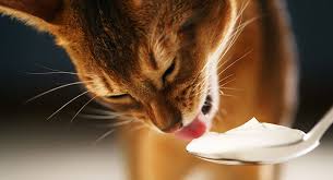 Some cats, depending on the period of life and weaning, can can cats drink cow's milk? Can Cats Eat Yogurt When Is Yogurt Good For Cats