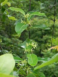 Image result for Cryptolepis