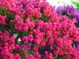 Free for commercial use no attribution required high quality images. Lagerstroemia Tuscarora Crepe Myrtle Hello Hello Plants Garden Supplies