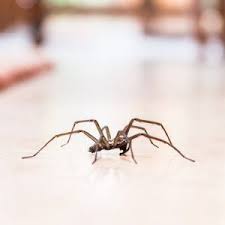 Reynolds pest control proudly serves utah county & salt lake county, offering both residential & commercial services. Pest Control Experts Fort Smith Ar Five Star Pest Control