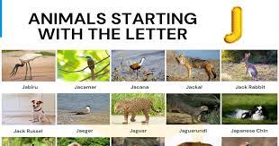 The.gov means it's official.federal government websites often end in.gov or.mil. Animals That Start With J List Of 35 Animals Starting With J 7esl
