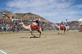 Virginia city international camel race. Gentlemen Start Your Camels In The Game Ledger News