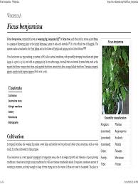 Read about allergy treatment, symptoms, testing, shots, and medicine. Ficus Benjamina Wikipedia Plant Life Form Plants