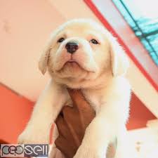 Olx pakistan offers online local classified ads for puppies. Labrador Retriever Kci Puppies Available Kollam Free Classifieds