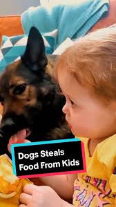 Dog Steal Food from Kitchen