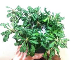 Image result for Euphorbia davyi