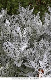 Image result for Senecio mariettae