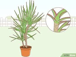They are ideal to add a different touch to your garden or a space in your home, as these plants are great for both indoor if you already have one of these plants or if you are planning on buying, in this onehowto article we will go over how to care for a cactus plant. 5 Ways To Care For A Madagascar Dragon Tree Wikihow
