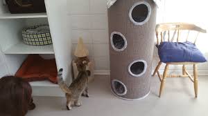 Das haus hat so viel platz, dass drei katzen unterbringen werden. Die Pflegestationen Fur Katzen Tierschutz Euskirchen E V