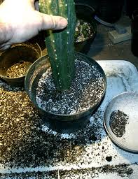 I like to keep all my. San Pedro Cactus Trichocereus Pachanoi Peruvianus Peruvian Torch Cacti