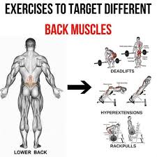 Intermediate extrinsic muscles of the back: Lower Back Exercises To Target Different Back Muscles 2 Back Workout Bodybuilding Lower Back Exercises Gym Back Workout