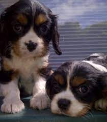 Cavalier King Charles Spaniel Puppies For Sale King Charles Cavalier Spaniel Puppy Cavalier King Charles Spaniel Cavalier King Charles Spaniel Tricolor