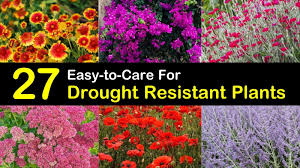 Heat tolerant plants that resist the sun and. 27 Easy To Care For Drought Resistant Plants