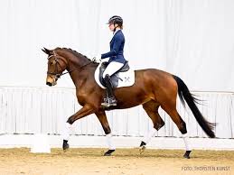 Hanoverian Mare 4 years 16,2 hh Brown in Verden