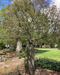 Image result for Brachychiton