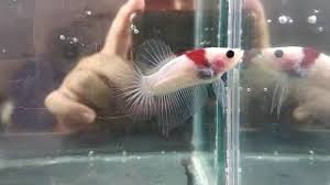 Alat pernafasan tambahan ini berfungsi untuk mengambil oksigen langsung dari udara. Koi Tancho Yang Dulu Harganya Mahalll Ikan Cupang Merah Putih Plakat Tancho Betta Fish Youtube