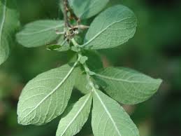 Image result for Casearia runssorica