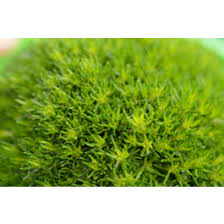 Image result for Sagina