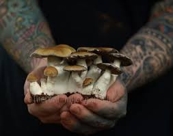 Maybe you would like to learn more about one of these? Ethereal Myco Gardens