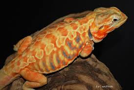 Bearded Dragon Org View Topic Silkie Hatchlings Bearded Dragon Bearded Dragon Diet Bearded Dragon Care