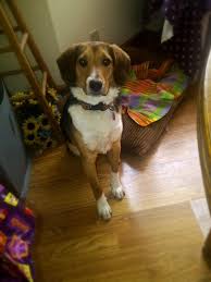 Australian Shepherd Beagle Mix Black And White Mini Australian Shepherd And Beagle Mix Beagle Beagle Mix Cutest Puppy Ever