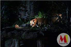 Salveaza cautarea pentru a primi notificari atunci cand apar anunturi noi care se potrivesc criteriilor tale. Zoo Melaka Night Safari Destinasi Wajib Jika Ke Melaka Tempat Menarik