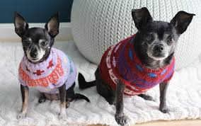Cwtchy dog knits handcrafts, high quality, knitted goods for dogs and humans. Custom Dog Sweaters A Formula Modern Daily Knitting